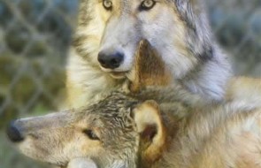 WolfPups[1]
